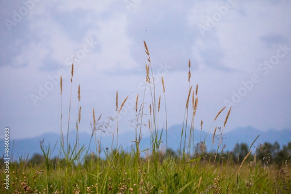Fototapeta Fog in the Kamchatka forest