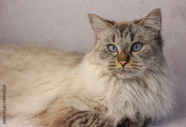 Fototapeta Portrait of a Siberian cat