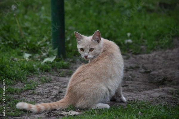 Obraz cat on the ground