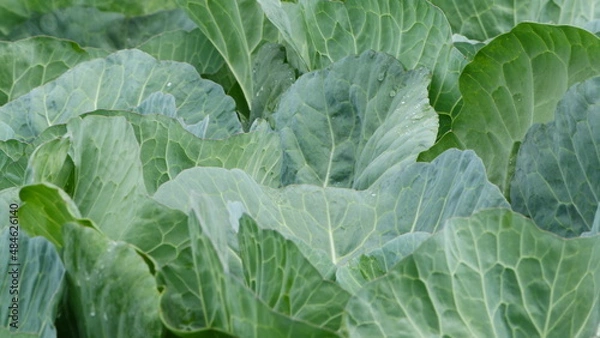 Fototapeta 育ちの良いキャベツ畑。