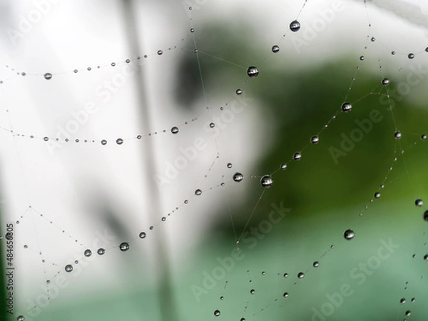 Fototapeta spider web with dew drops