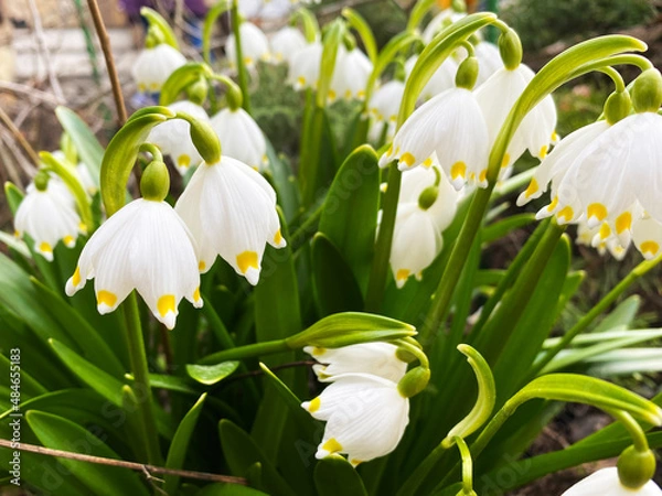 Fototapeta spring lilies of the valley