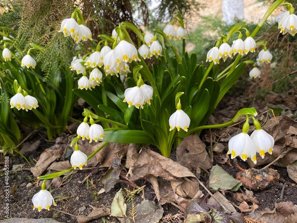 Obraz spring lilies of the valley