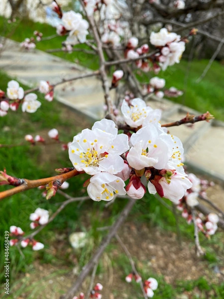 Obraz Blooming tree