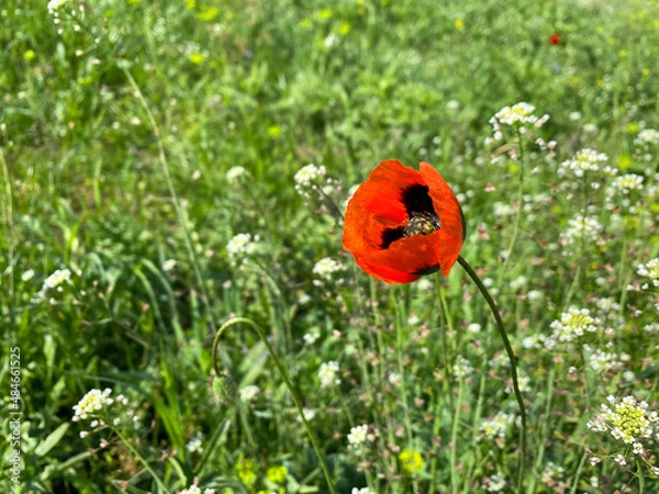 Obraz poppy in the field
