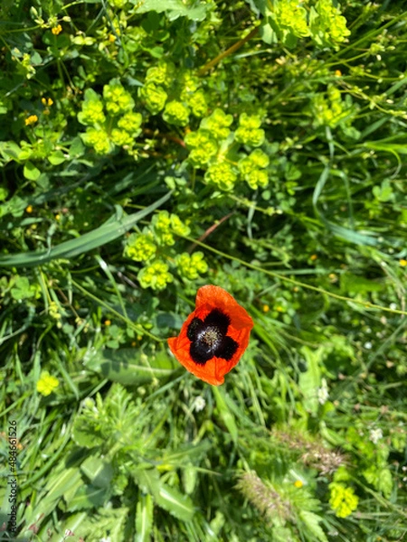 Obraz poppy in the field