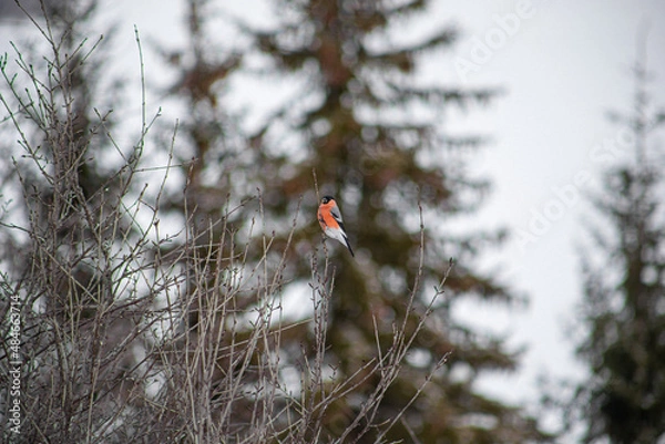 Fototapeta bird on a tree