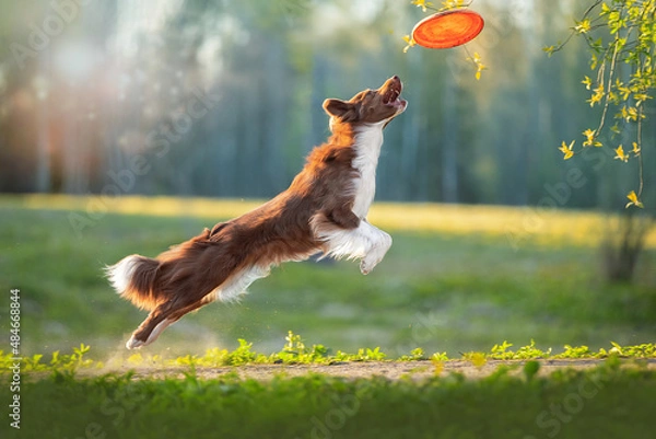 Fototapeta Border Collie catches a frisbee disc. High quality photo