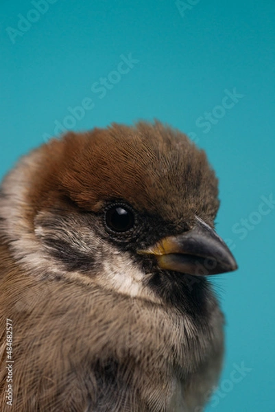 Obraz Sparrow closeup on blue background
