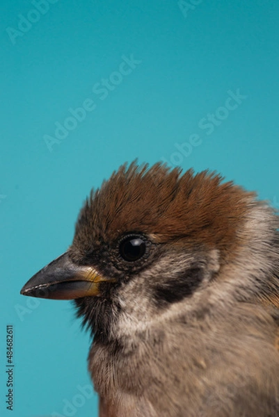 Obraz Sparrow closeup on blue background