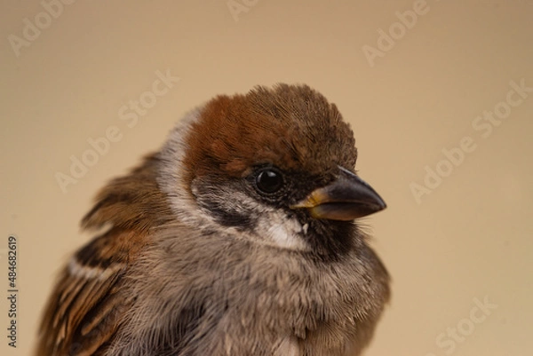 Obraz Sparrow closeup on beige background