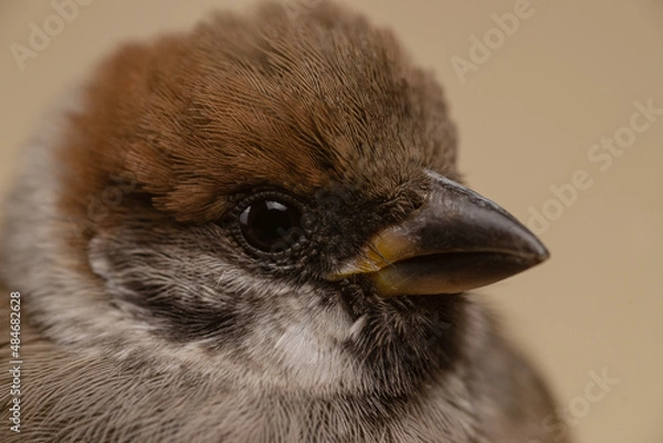 Obraz Sparrow closeup on beige background
