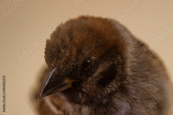 Obraz Sparrow closeup on beige background