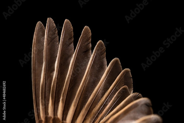 Obraz Sparrow closeup on black background