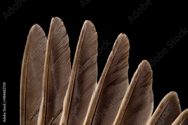 Obraz Sparrow closeup on black background