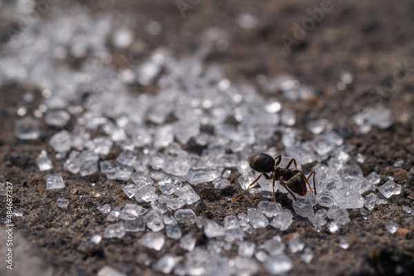Obraz Ants macro eating sugar