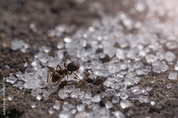 Obraz Ants macro eating sugar