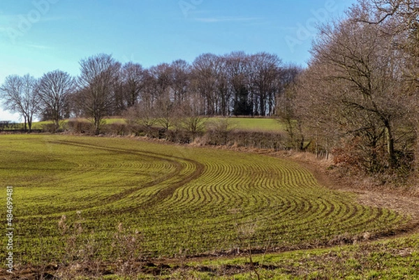 Fototapeta Winter scene of growing winter barley in a hedge lined Oxfordshire field. New green shoots in an abstract shape following lines of the seed drill. Distant background of woodland. England.