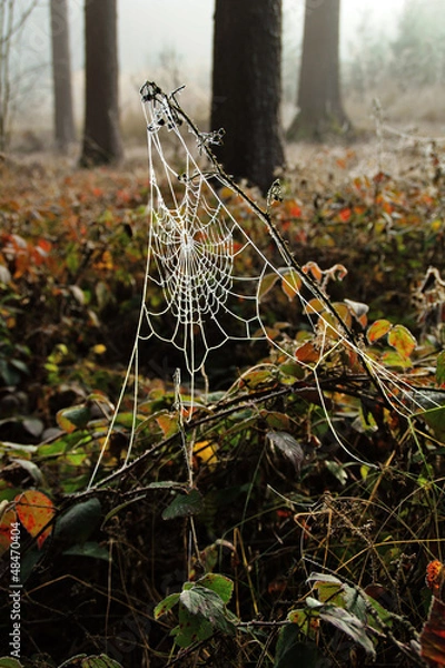 Obraz Spinnennetz