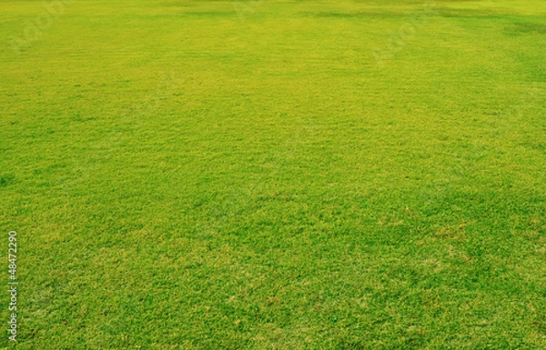 Fototapeta 芝生