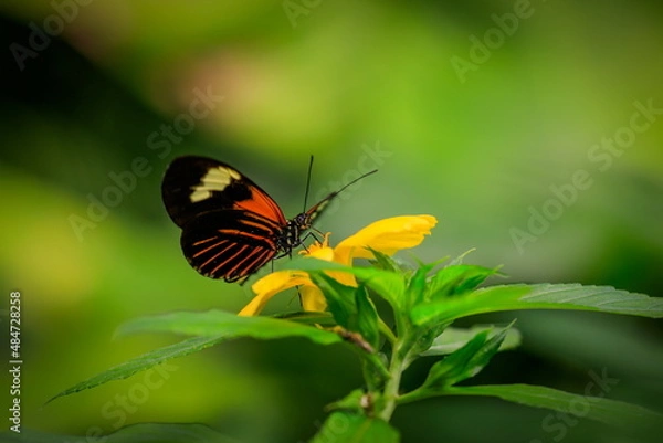 Fototapeta Beautiful neotropical butterfly on yellow flower in natural environment of the green forest. Heliconius erato lativitta, Red Postman Butterfly.