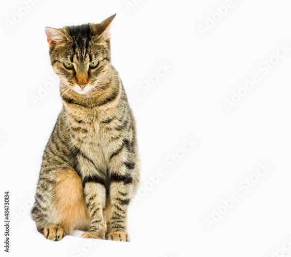 Obraz Brown tabby cat, green eyes, a portrait, sitting up, isolated on white background, looking down, a little awkward, uncomfortable, copy space