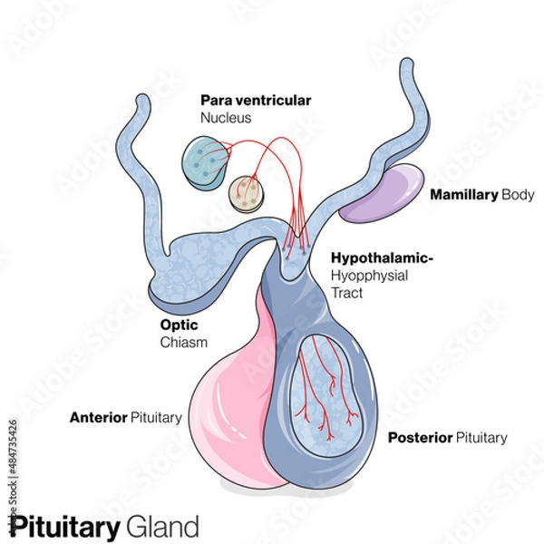 Obraz An Informative Vector Illustration Depicting the Intricate Anatomy and Hormonal Significance of the Pituitary Gland for Scientific Insights and Education