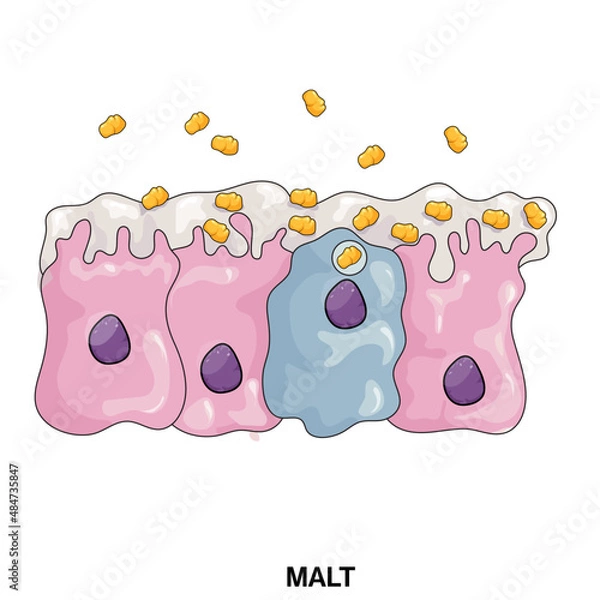 Fototapeta A Comprehensive Vector Illustration Depicting the Complexity and Functionality of Mucosa, Associated Lymphoid Tissue MALT in Immune Defense