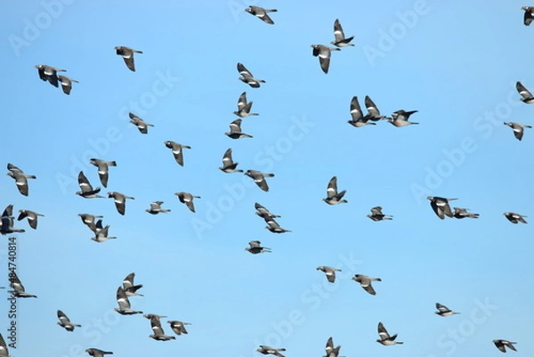 Obraz Taubenformation