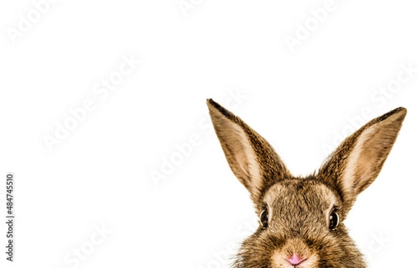 Fototapeta rabbit isolated on white background