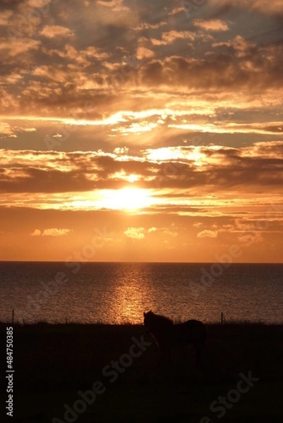 Obraz Pony im Abendlicht