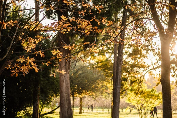 Obraz Beautiful path through the woods