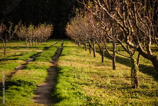 Obraz Beautiful path through the woods.