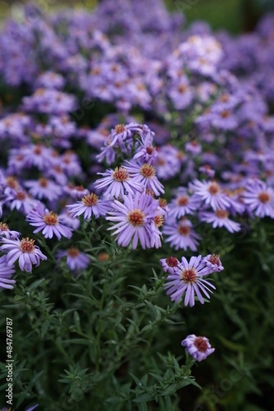 Obraz bee on lavender