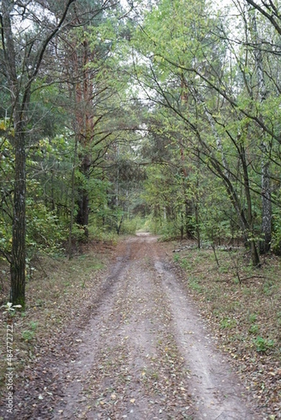 Obraz path in the forest