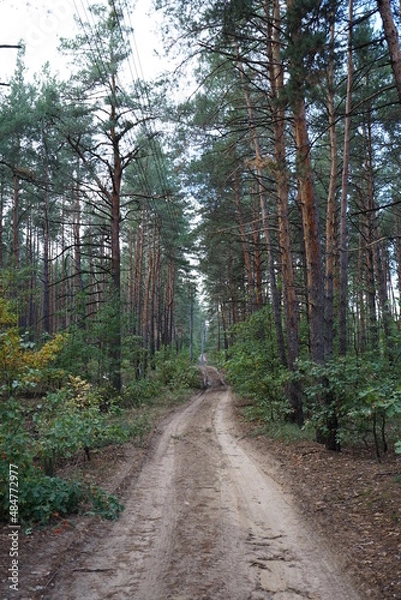 Obraz path in the forest