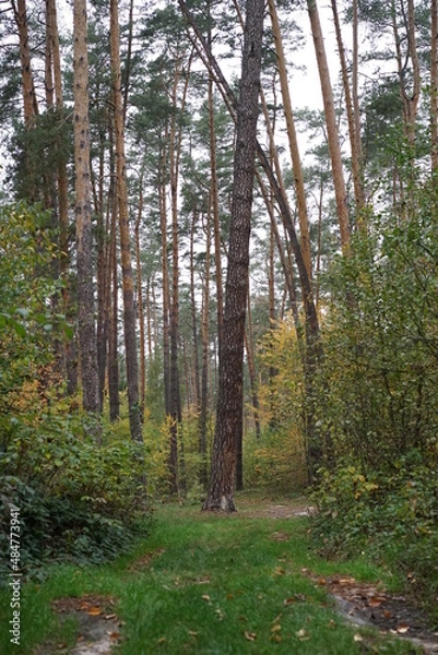 Obraz path in the forest