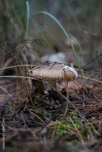 Obraz mushrooms in the forest