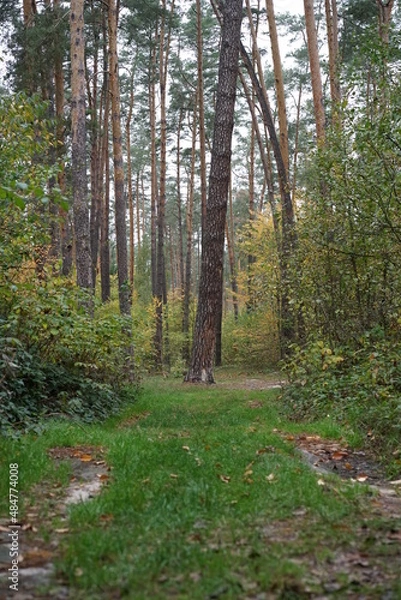 Obraz path in the woods