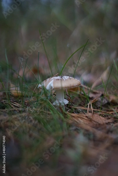 Obraz mushrooms on the grass