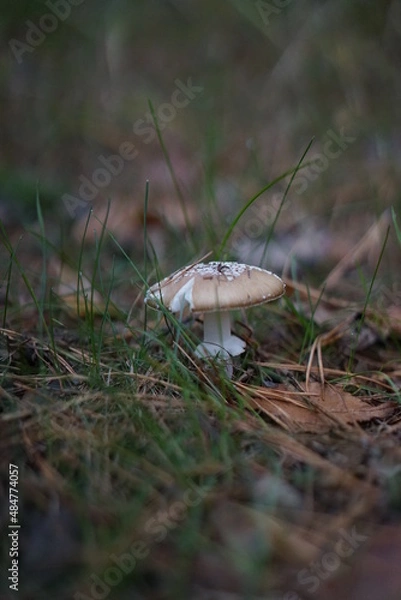 Obraz mushrooms in the grass