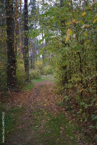 Obraz path in autumn forest