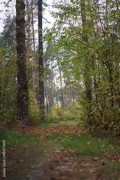 Obraz path in the woods