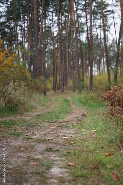 Obraz path in autumn forest