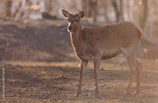 Fototapeta Red deer is one of the largest deer species, and they are relatively easy to identify.  A male red deer is called a stag or hart, and a female is called a hind