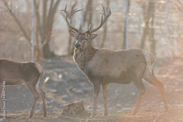 Fototapeta Horned stag walk through the forest woods. Red deer stag (Cervus elaphus) with hinds in the background seen during the annual rutting season