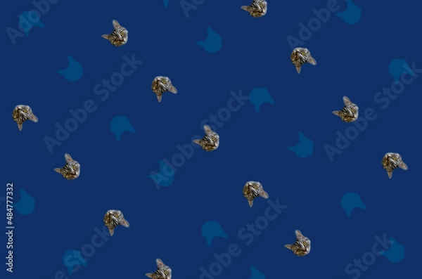 Fototapeta Colorful pattern of cat heads on blue background. Top view. Flat lay. Pop art design