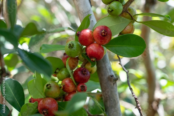 Obraz Psidium cattleyanum (World Plants : Psidium cattleianum), commonly known as Cattley guava, strawberry guava or cherry guava, is a small tree (2–6 m tall) in the Myrtaceae (myrtle) family. The species 