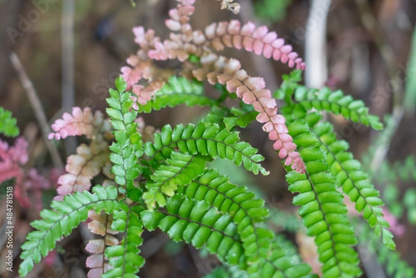 Fototapeta Adiantum hispidulum, commonly known as rough maidenhair fern or five-fingered jack, is a small fern in the family Pteridaceae of widespread distribution. It is found in Africa, Australia, Polynesia, M
