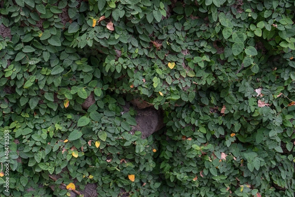 Fototapeta Ficus pumila, commonly known as the creeping fig or climbing fig, is a species of flowering plant in the mulberry family, native to East Asia (China, Japan, Vietnam) and naturalized in parts of the so